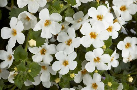 Photo de variété de fleurs à utiliser comme: Pot, patio, Suspension Bacopa (Sutera cordata) Scopia™ Gulliver White