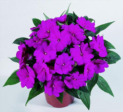 Photo de variété de fleurs à utiliser comme: Pot, Plante à massif, patio, Suspension Impatiens N. Guinea RED FOX Petticoat Blue