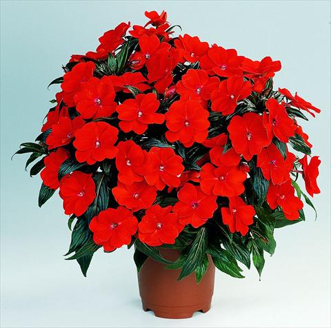 Photo de variété de fleurs à utiliser comme: Pot, Plante à massif, patio, Suspension Impatiens N. Guinea RED FOX Petticoat Fire