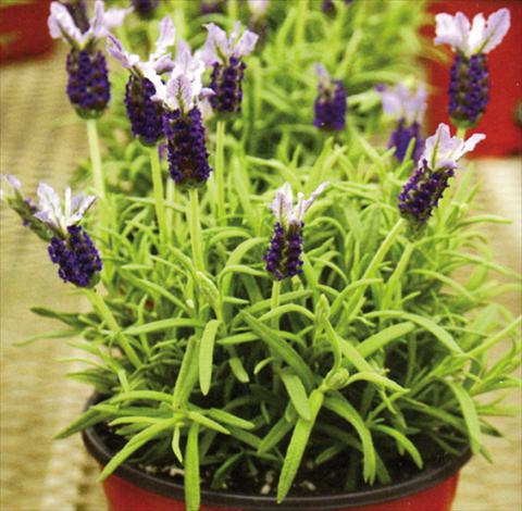 Photo de variété de fleurs à utiliser comme: Pot et Plante à massif Lavandula stoechas Marshwood