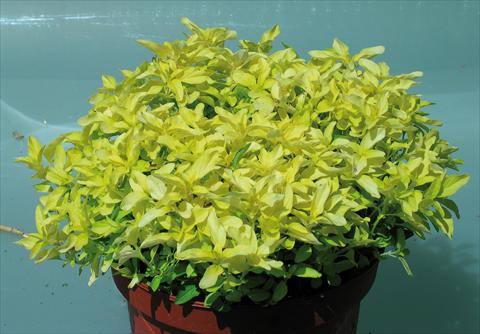 Photo de variété de fleurs à utiliser comme: Pot et Plante à massif Origanum vulgare Aureum Gold