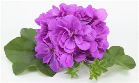 Photo de variété de fleurs à utiliser comme: Pot, patio, Suspension Pelargonium peltatum pac® Amelit