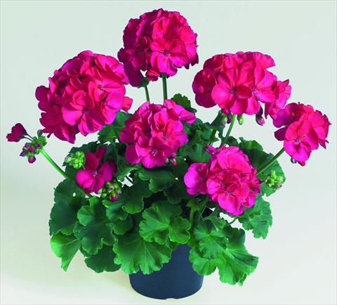 Photo de variété de fleurs à utiliser comme: Pot, Plante à massif, patio Pelargonium zonale RED FOX Green Series Lyrik