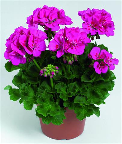 Photo de variété de fleurs à utiliser comme: Pot, Plante à massif, patio Pelargonium zonale RED FOX Green Series Melrose