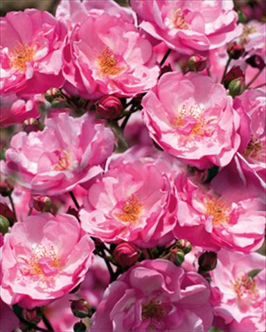 Photo de variété de fleurs à utiliser comme: Plante à massif/ plante de bordure Rosa paesaggistica Louis Bleriot