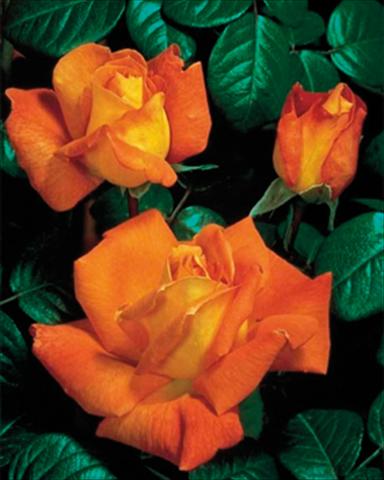 Photo de variété de fleurs à utiliser comme: Plante à massif/ plante de bordure Rosa rampicante GP Louis de Funes