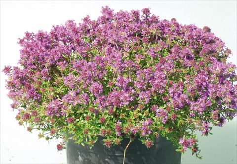Photo de variété de fleurs à utiliser comme: Pot et Plante à massif Thymus Creeping Red