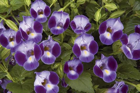 Photo de variété de fleurs à utiliser comme: Pot, Plante à massif, patio Torenia Moon Purple