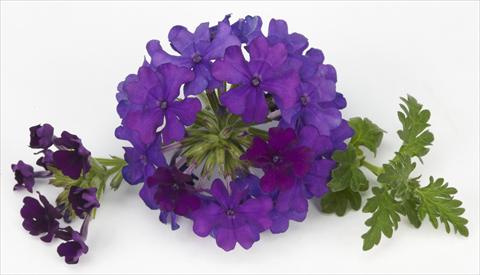 Photo de variété de fleurs à utiliser comme: Pot, patio, Suspension Verbena Benissima® Blue