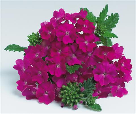 Photo de variété de fleurs à utiliser comme: Pot, patio, Suspension Verbena hybrida RED FOX Empress Purple