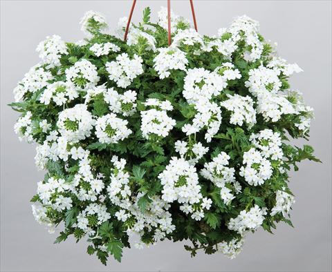 Photo de variété de fleurs à utiliser comme: Pot, patio, Suspension Verbena Veralena™ Wedding White bianco