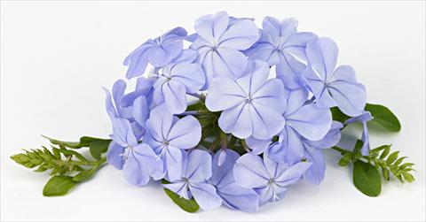 Photo de variété de fleurs à utiliser comme: Plante à massif/ plante de bordure Plumbago auriculata Blue