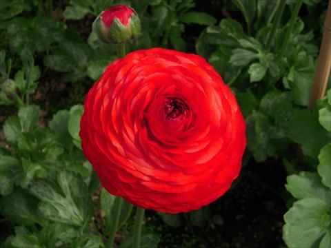 Photo de variété de fleurs à utiliser comme: Fleur coupée Ranunculus asiaticus Success® Tango