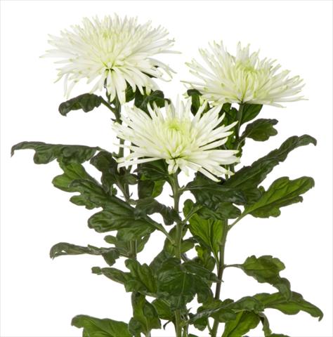 Photo de variété de fleurs à utiliser comme: Fleur coupée Chrysanthemum Anastasia Star Mint