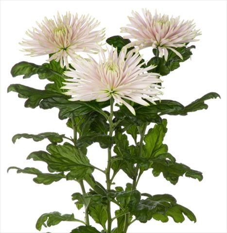 Photo de variété de fleurs à utiliser comme: Fleur coupée Chrysanthemum Anastasia Star Pink