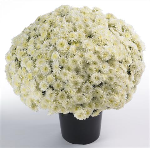 Photo de variété de fleurs à utiliser comme: Pot et Plante à massif Chrysanthemum Avalon Cream White