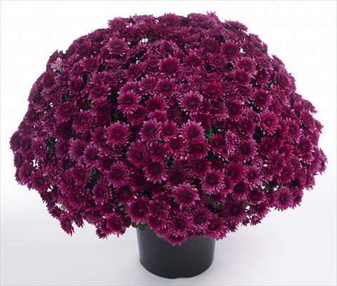 Photo de variété de fleurs à utiliser comme: Pot et Plante à massif Chrysanthemum Avalon Purple