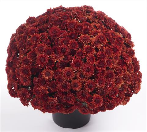 Photo de variété de fleurs à utiliser comme: Pot et Plante à massif Chrysanthemum Avalon Red