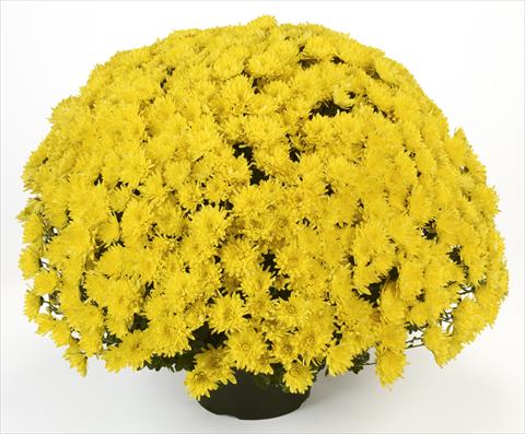Photo de variété de fleurs à utiliser comme: Pot et Plante à massif Chrysanthemum Avalon Yellow
