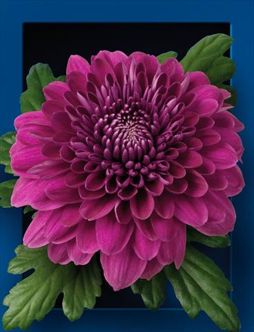 Photo de variété de fleurs à utiliser comme: Fleur coupée Chrysanthemum Luba