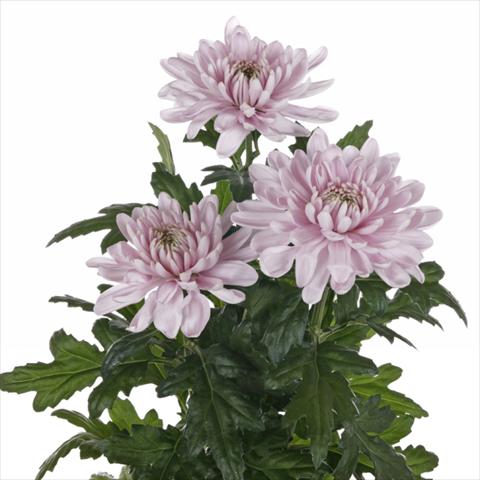 Photo de variété de fleurs à utiliser comme: Fleur coupée Chrysanthemum Rossano Rosa