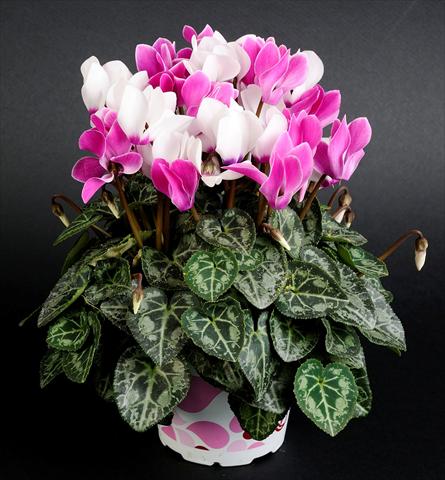 Photo de variété de fleurs à utiliser comme: Suspension / pot Cyclamen persicum Mino Twin Bordeaux Bicolor