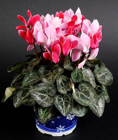 Photo de variété de fleurs à utiliser comme: Suspension / pot Cyclamen persicum Mino Twin Scarlet Bicolor