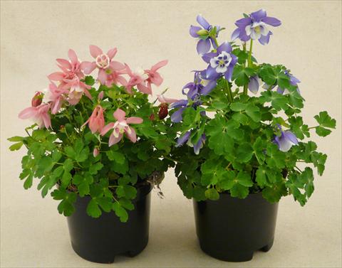 Photo de variété de fleurs à utiliser comme: Pot et Plante à massif Aquilegia caerulea Spring Magic Mix
