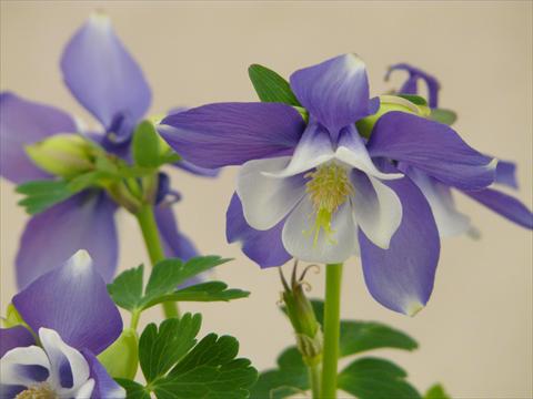 photo of flower to be used as: Pot and bedding Aquilegia caerulea Spring Magic Navy and White