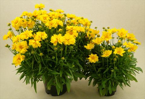 Photo de variété de fleurs à utiliser comme: Pot et Plante à massif Coreopsis grandiflora Illico