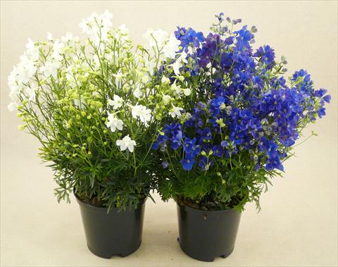 Photo de variété de fleurs à utiliser comme: Pot et Plante à massif Delphinium grandiflorum Delfix Mix