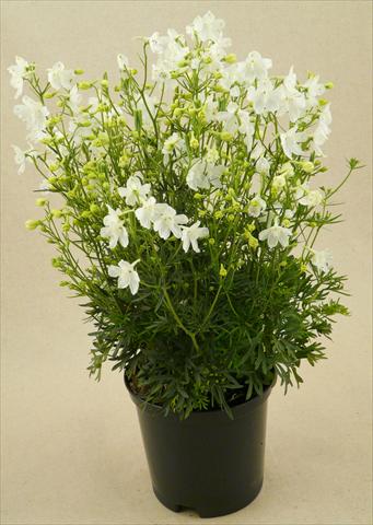 Photo de variété de fleurs à utiliser comme: Pot et Plante à massif Delphinium grandiflorum Delfix White