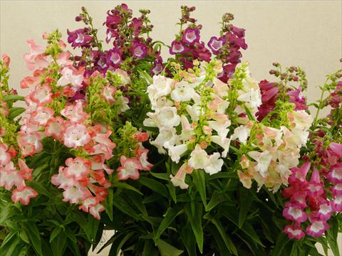 Photo de variété de fleurs à utiliser comme: Pot et Plante à massif Penstemon hartwegii Phoenix Mix