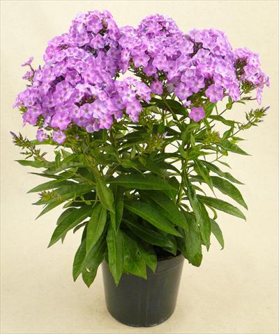 Photo de variété de fleurs à utiliser comme: Pot et Plante à massif Phlox Junior Dance