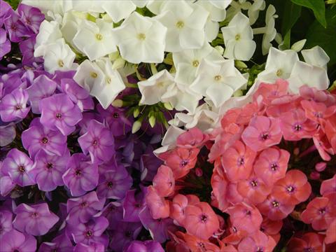 Photo de variété de fleurs à utiliser comme: Pot et Plante à massif Phlox Junior Mix