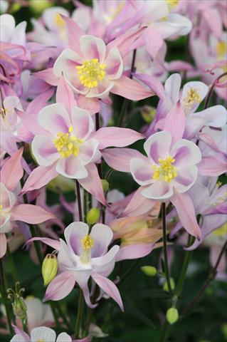 Photo de variété de fleurs à utiliser comme: Pot et Plante à massif Aquilegia caerulea Winky Pink