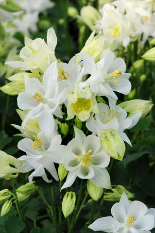 Photo de variété de fleurs à utiliser comme: Pot et Plante à massif Aquilegia caerulea Winky White
