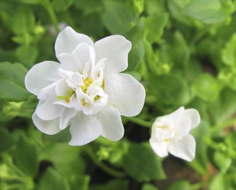 Photo de variété de fleurs à utiliser comme: Pot, patio, Suspension Bacopa (Sutera cordata) Secrets XL Double White