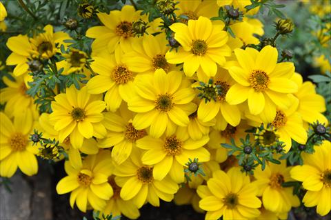 Photo de variété de fleurs à utiliser comme: Pot, Plante à massif, patio, Suspension Bidens ferulifolia Bee Yellow Crown