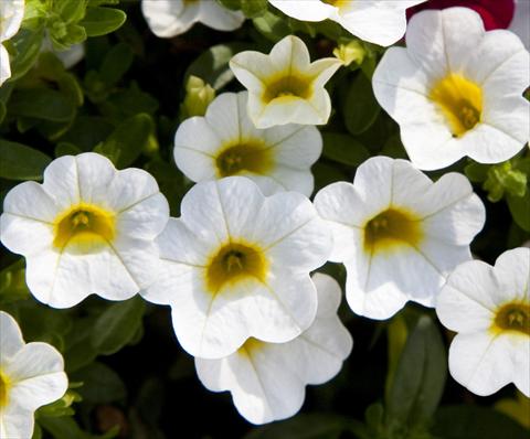 Photo de variété de fleurs à utiliser comme: Pot, Plante à massif, patio, Suspension Calibrachoa Celebration Capri White