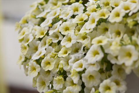 Photo de variété de fleurs à utiliser comme: Pot, Plante à massif, patio, Suspension Calibrachoa Celebration Lemon Ice