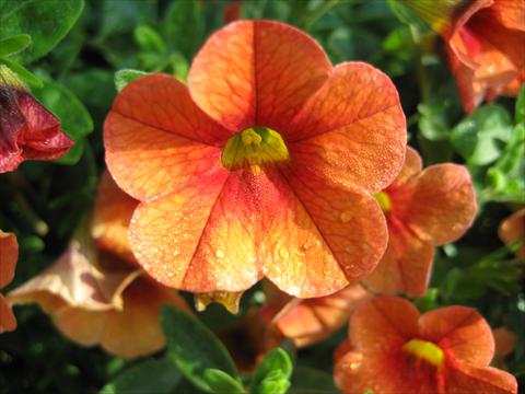 Photo de variété de fleurs à utiliser comme: Pot, Plante à massif, patio, Suspension Calibrachoa Celebration Mandarin