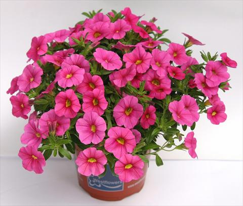 Photo de variété de fleurs à utiliser comme: Pot, Plante à massif, patio, Suspension Calibrachoa Celebration Rose