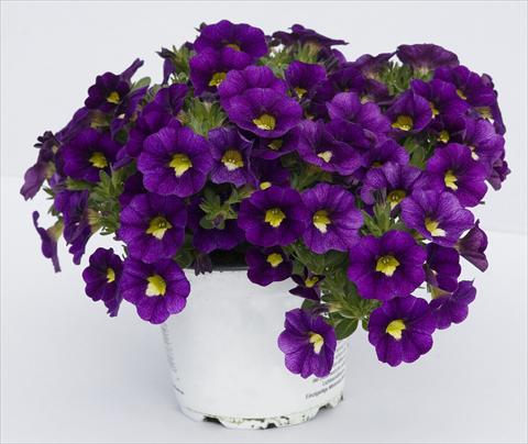 Photo de variété de fleurs à utiliser comme: Pot, Plante à massif, patio, Suspension Calibrachoa Celebration Velvet Blue