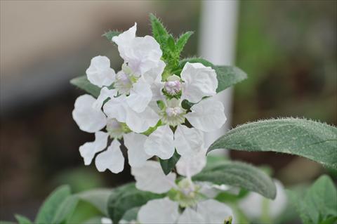 Photo de variété de fleurs à utiliser comme: Pot Cuphea ilavea Trend Blush White