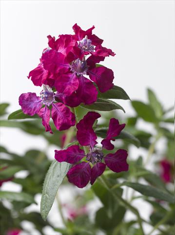 Photo de variété de fleurs à utiliser comme: Pot Cuphea ilavea Trend Bordeaux