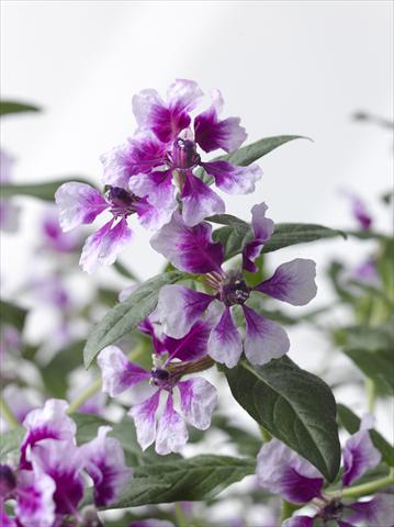 Photo de variété de fleurs à utiliser comme: Pot Cuphea ilavea Trend Lavender