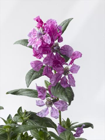 Photo de variété de fleurs à utiliser comme: Pot Cuphea ilavea Trend Purple