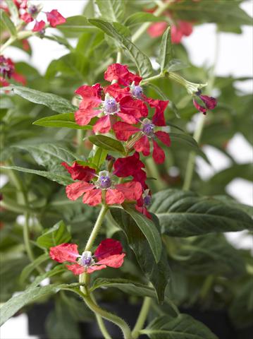 Photo de variété de fleurs à utiliser comme: Pot Cuphea ilavea Trend Red