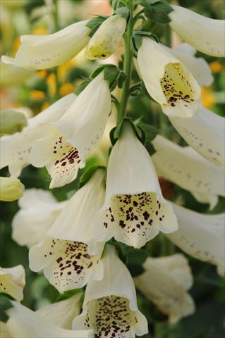 Photo de variété de fleurs à utiliser comme: Plante à massif/ plante de bordure Digitalis purpurea Dalmatian Cream